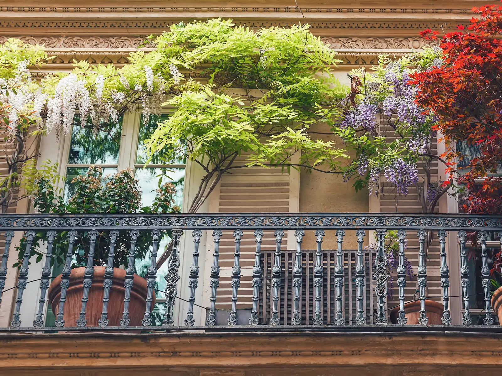 Paris balcony under a flowering wisteria