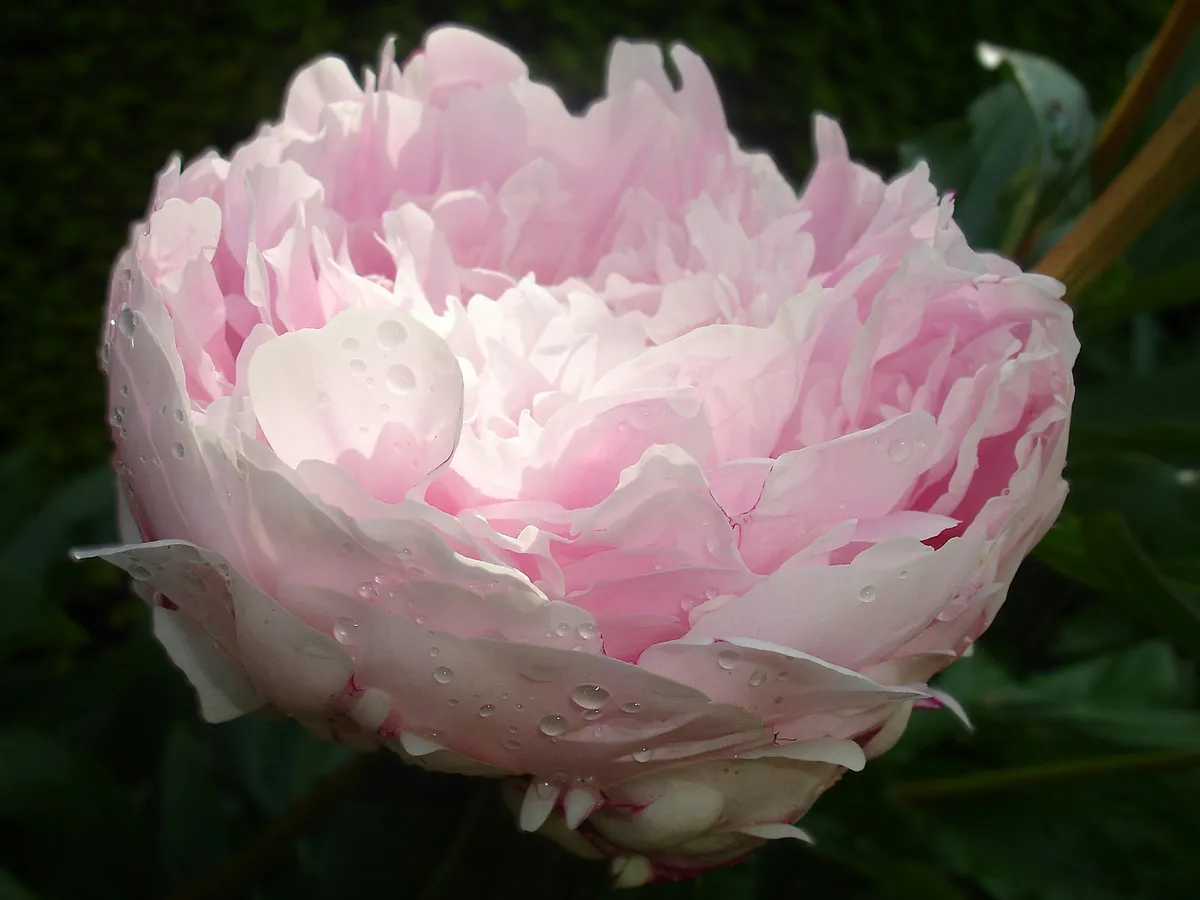 Fontenay-aux-Roses, ville-jardin