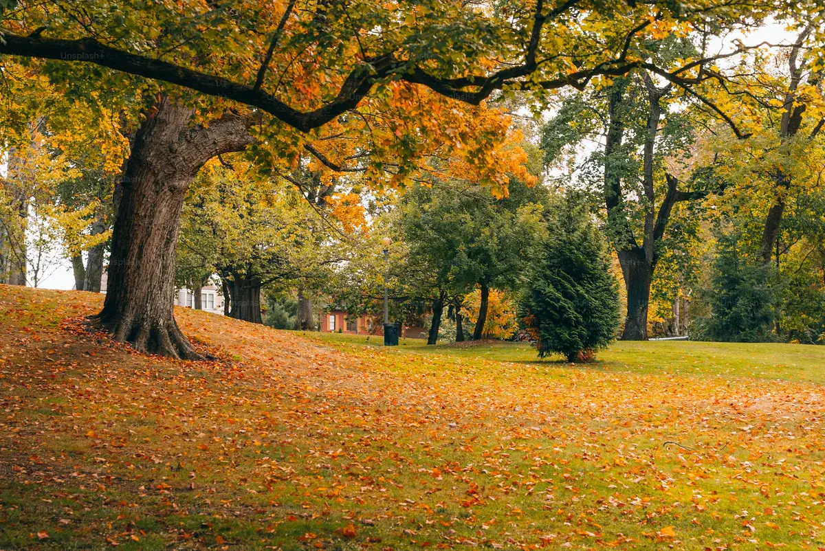 Bois de Vincennes à Fontenay