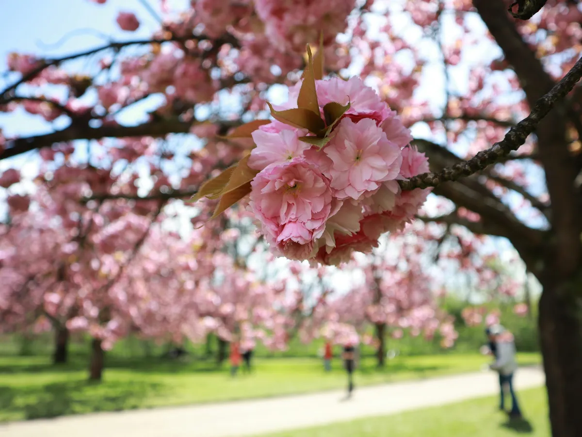 Parc de Sceaux en fleurs
